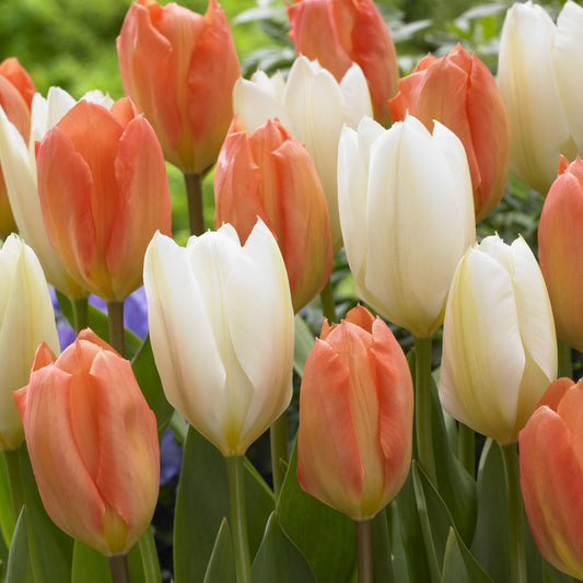 Bakker - Mélange de 10 tulipes Stockholm - Tulipa 'stockholm' - Bulbes à fleurs