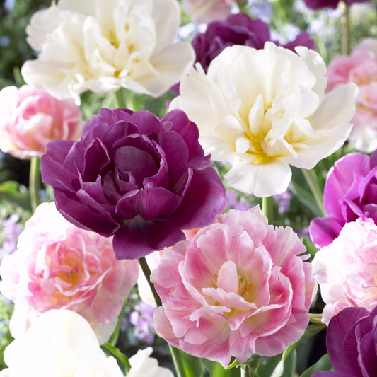 Bakker - Mélange de 10 tulipes Sensation - Tulipa 'sensation' - Bulbes à fleurs