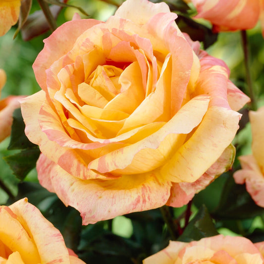 Rosier André Willemse - Bakker