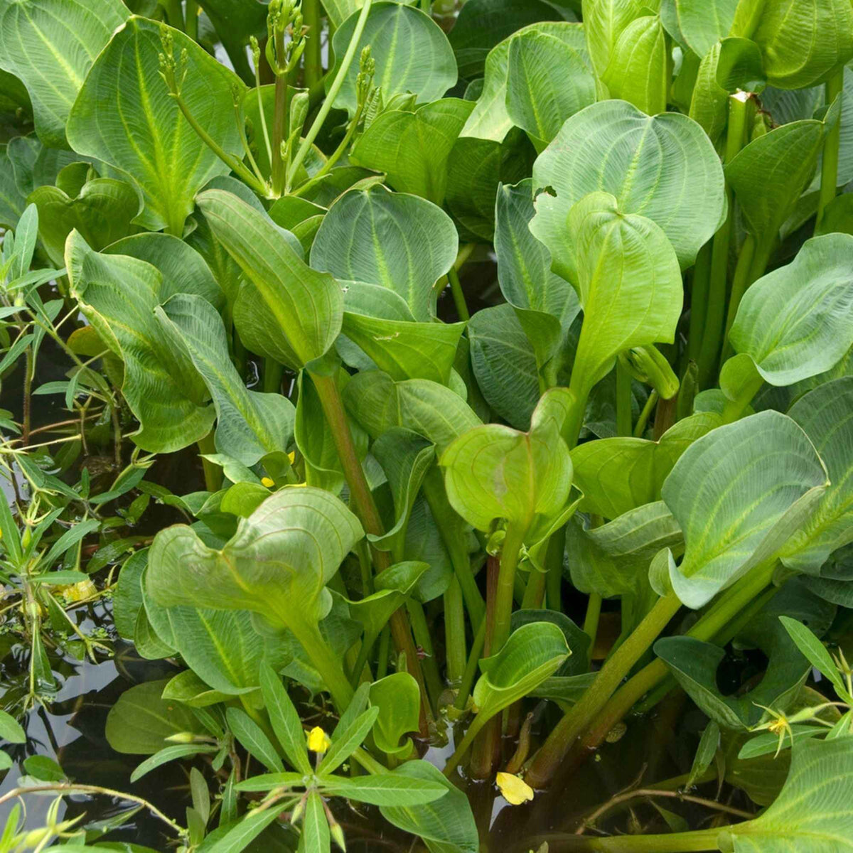Plantain d'eau - Bakker