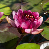 Nénuphar 'Perry's Almost Black' - Nymphaea 'Perry's Almost Black' - Bakker