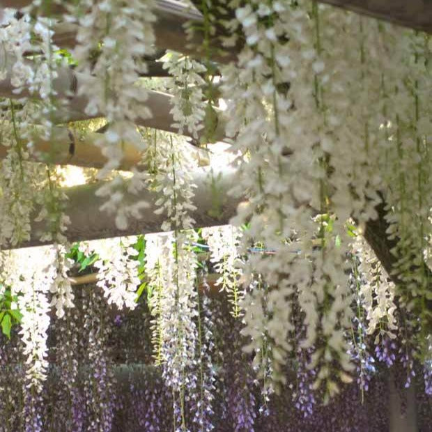 Glycine blanche sur tige - Wisteria sinensis alba - Bakker