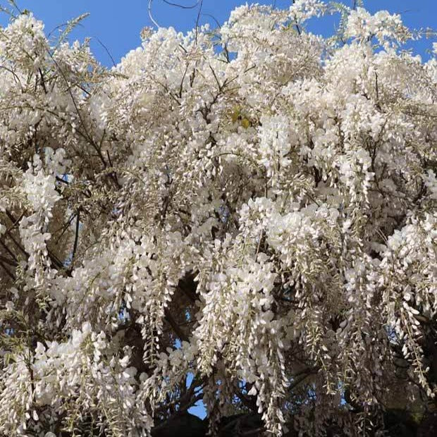 Vente Glycine blanche sur tige - Wisteria sinensis alba