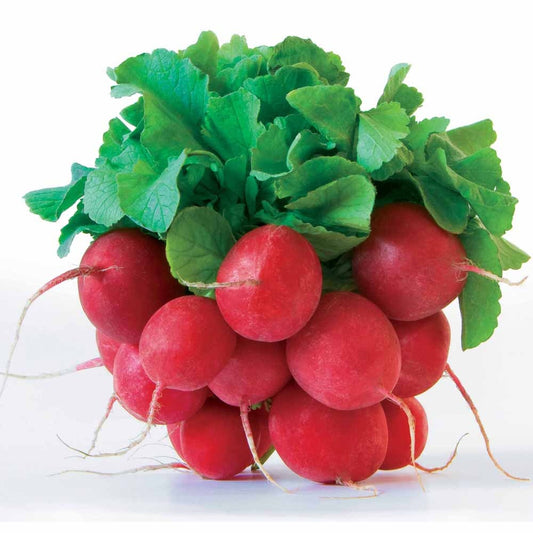 Radis rond Jolly - Bakker