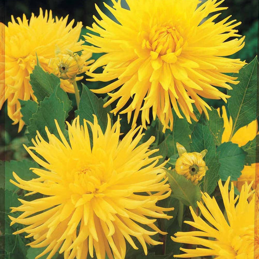 3 Dahlias cactus nain Yellow Happiness - Bakker