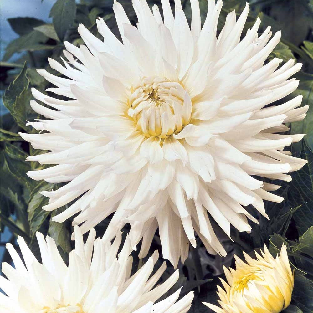 Dahlia cactus nain White Happiness - Bakker.com | France