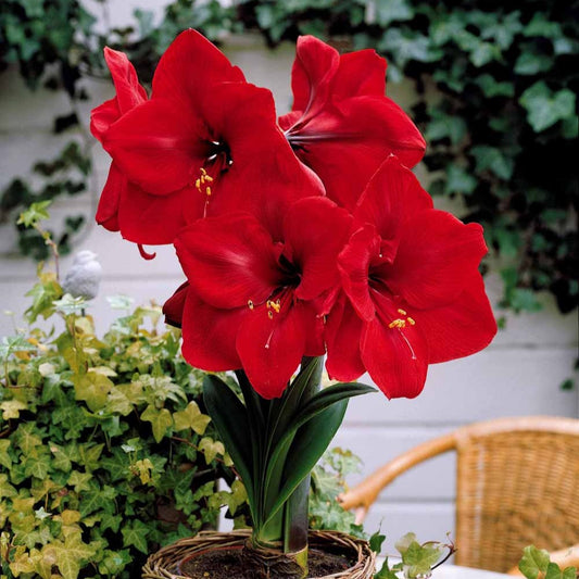 Amaryllis naine Valencia - Bakker.com | France