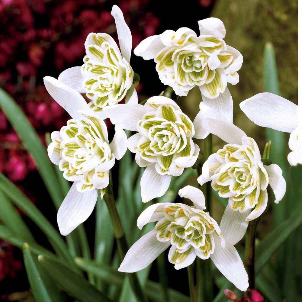 10 Perce-neige double - Bulbes de Perce-neiges - Galanthus - Bakker