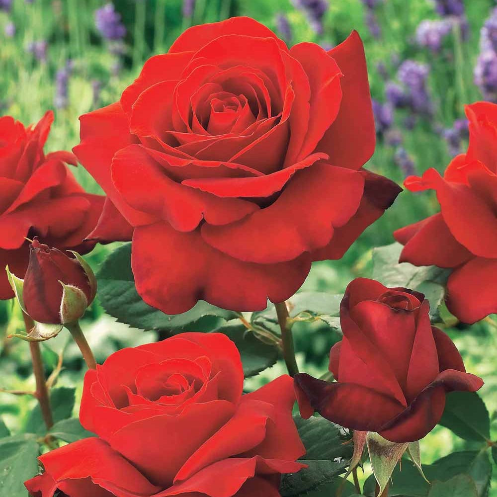 Rosa la magie du parfum - Rosier buisson La Magie du parfum (Duftzauber 84) - Rosiers - racines nues