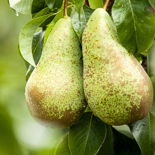 Poirier Conférence - Bakker