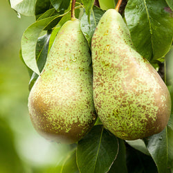 Poirier Conférence - Bakker