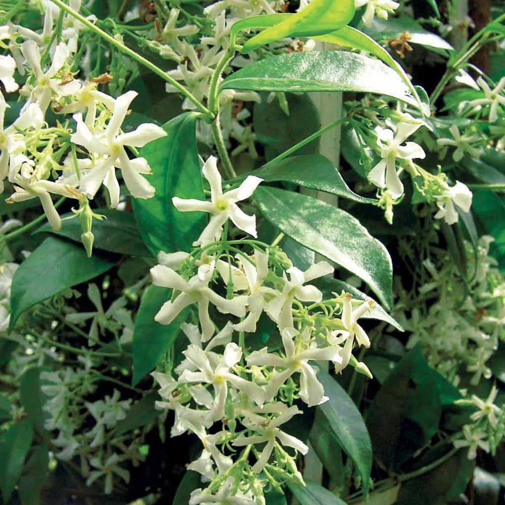 Bakker - Jasmin étoilé - Trachelospermum jasminoïdes - Arbustes et vivaces