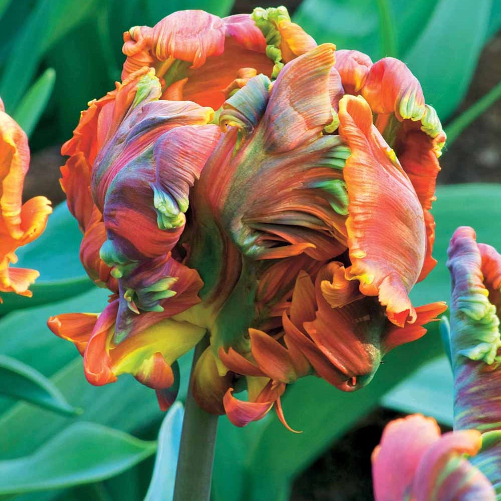 6 Tulipes perroquet Blumex - Bakker