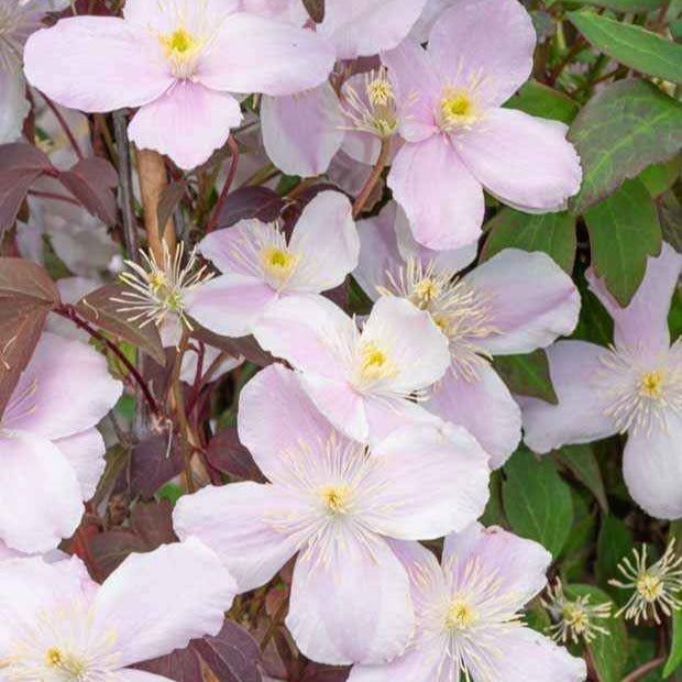 Clématite - Clématite Mayleen - Clematis montana Mayleen