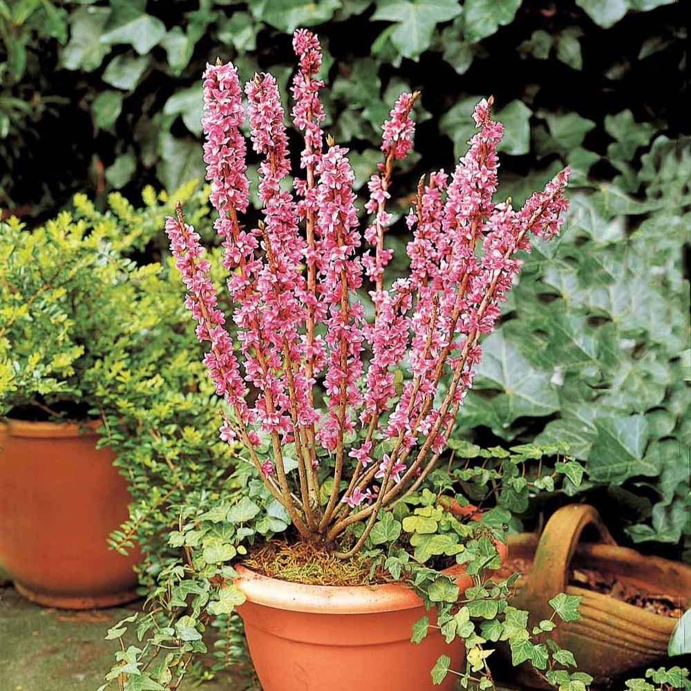 Bakker - Bois joli - Daphne mezereum rubra - Terrasses et balcons