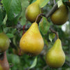 Bakker - Poirier Beurré Hardy - Pyrus communis beurré hardy - Arbres fruitiers