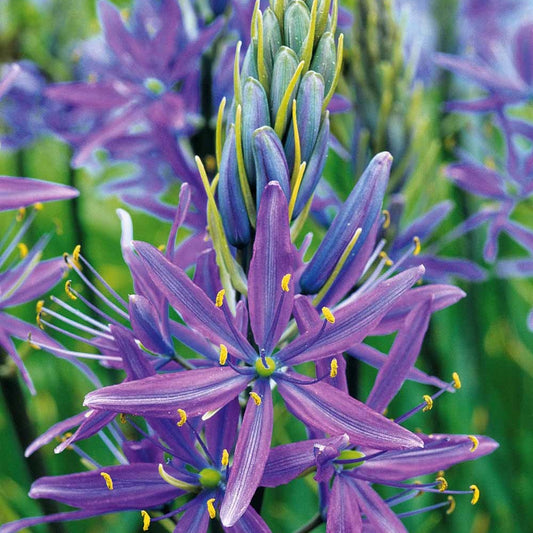 Bakker - 5 Camassias bleus - Camassia leichtlinii caerulea - Bulbes à fleurs
