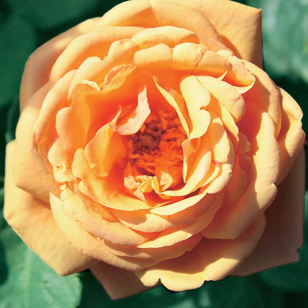 Rosier anglais Charlie Ausgreen ® - Bakker
