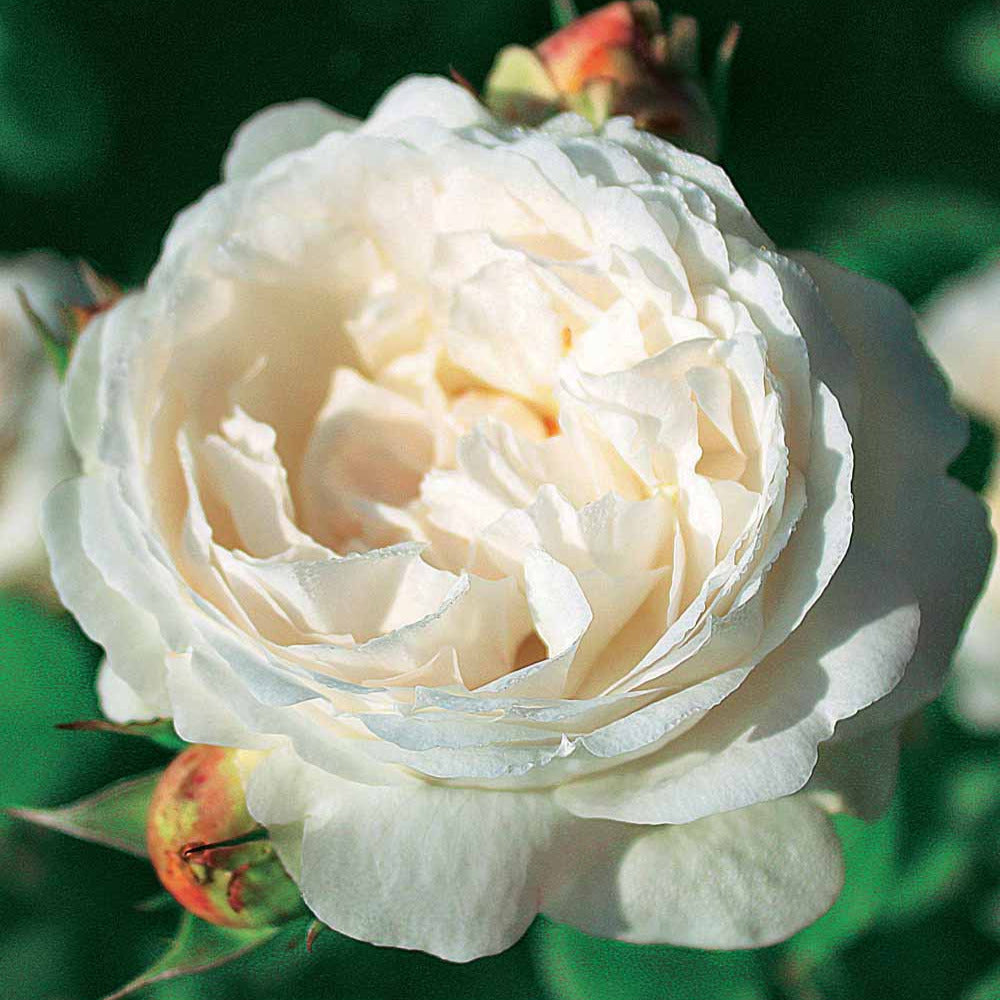 Rosier anglais Ausgreen's winner ® - Bakker