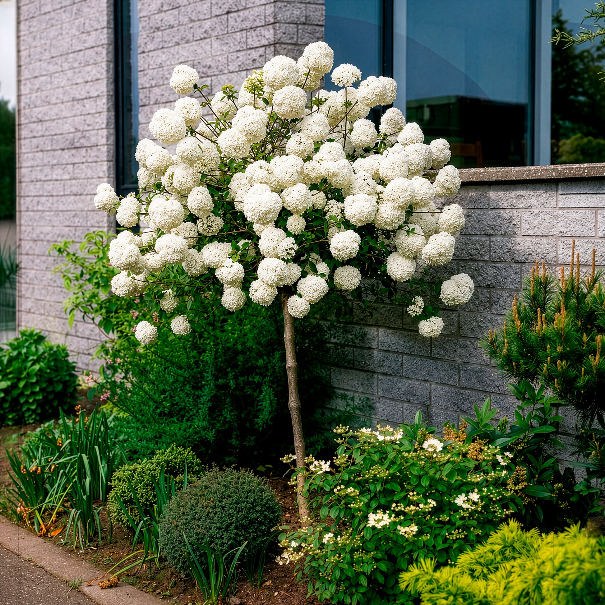Viburnum eskimo - Boule de neige sur tige - Arbustes