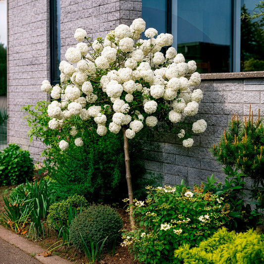 Viburnum eskimo - Boule de neige sur tige - Arbustes