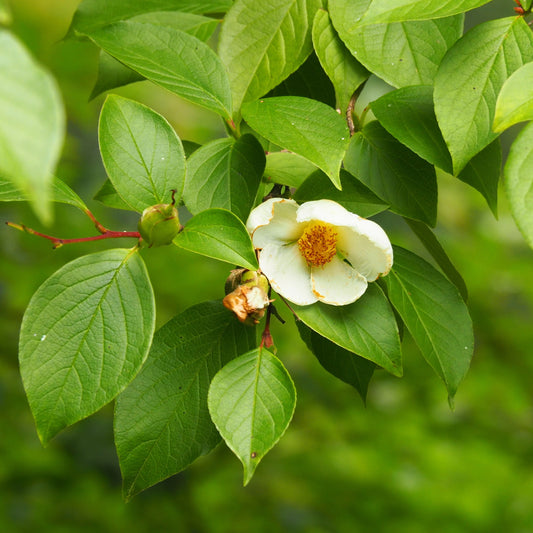 Stewartia - Bakker