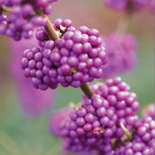 Callicarpa Profusion - Bakker.com | France