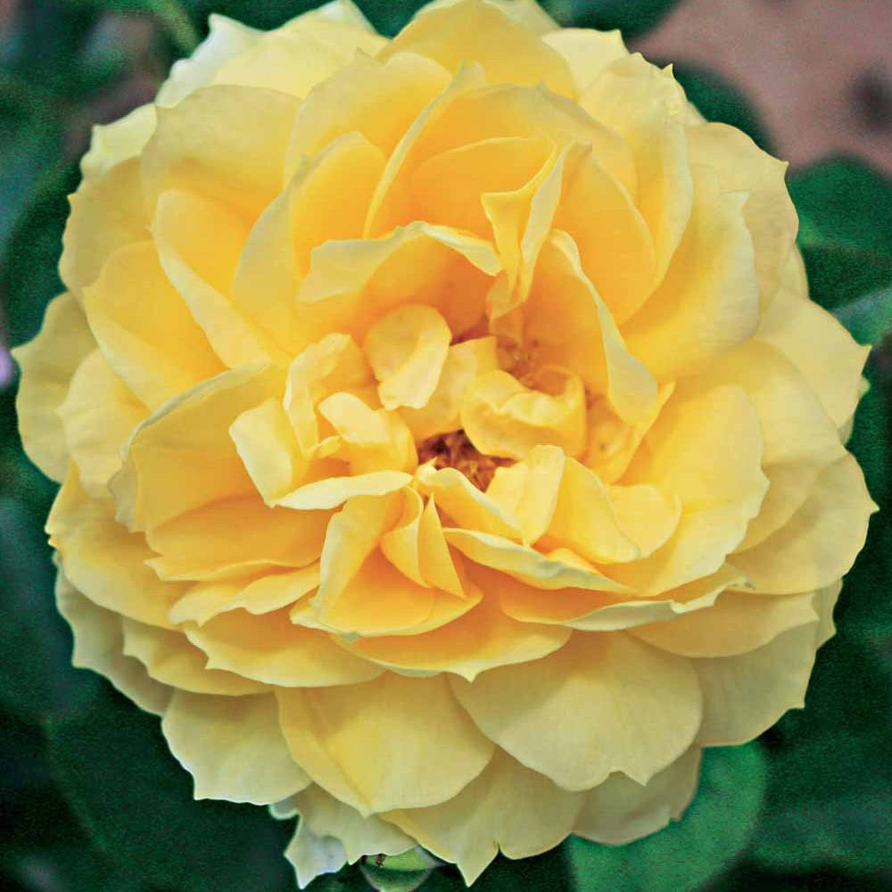Rosiers parfumés - Rosier des îles Bahama ® Intercomham - Rosa bahama ® intercomham
