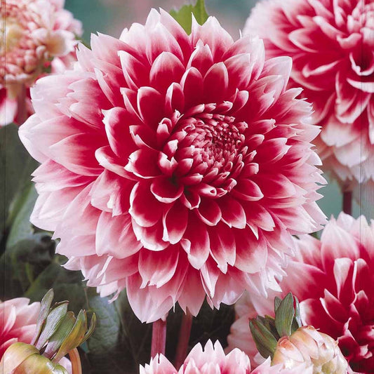 3 Dahlias décoratifs Fubuki rouge et blanc - Bakker