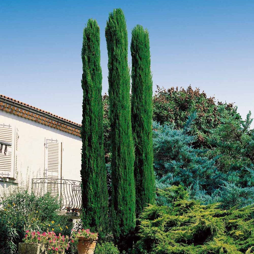 Cyprès Totem - Cupressus sempervirens Totem - Bakker