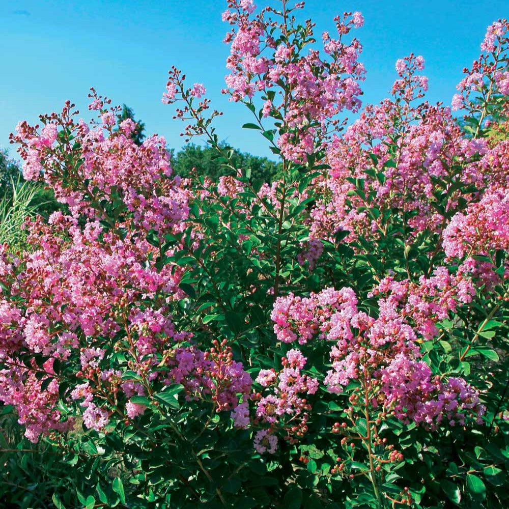 Lilas des Indes Petit Pink - Lagerstroemia indica Petit Pink - Bakker