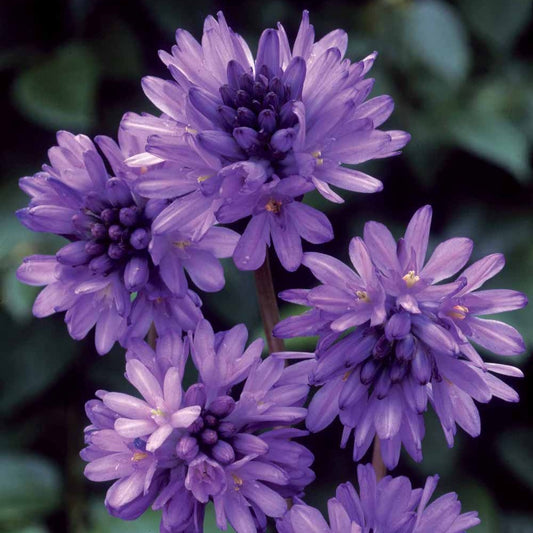 Dichelostemma congestum - Bakker
