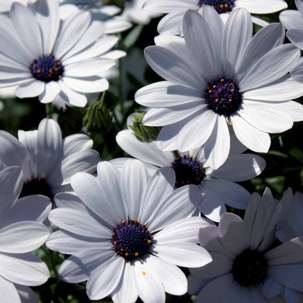 Marguerite du Cap blanche - Bakker.com | France