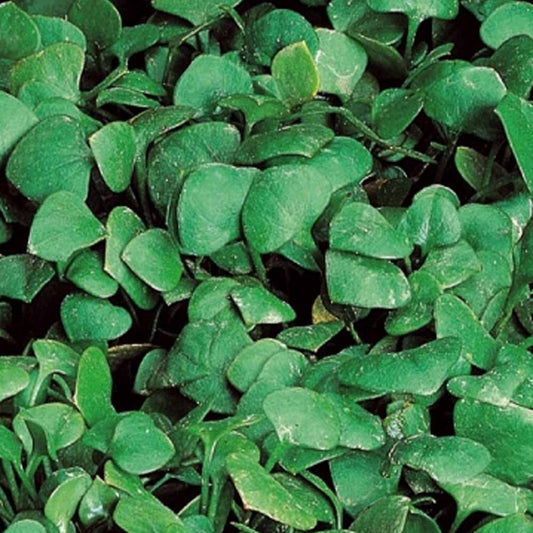 Pourpier d'hiver Claytone de Cuba - Bakker