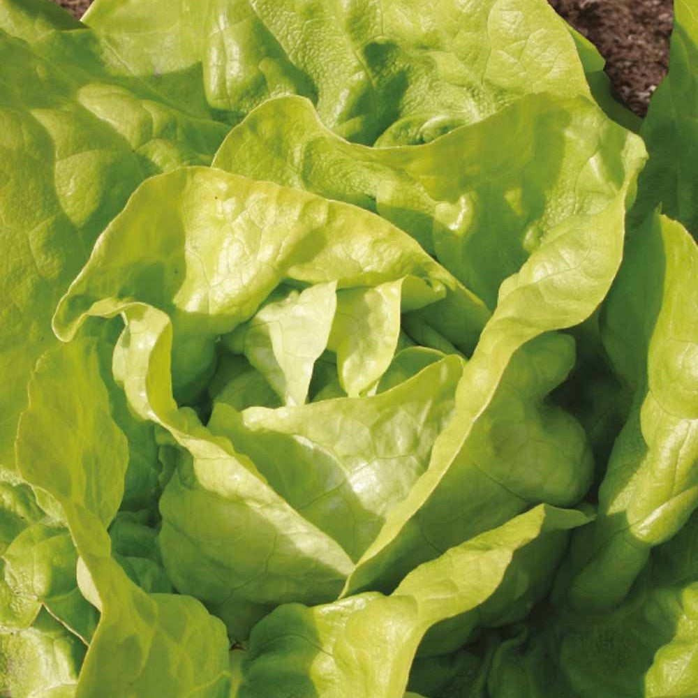 Bakker - Laitue pommée Twellose Gele Bio - Lactuca sativa twellose gele - Potager