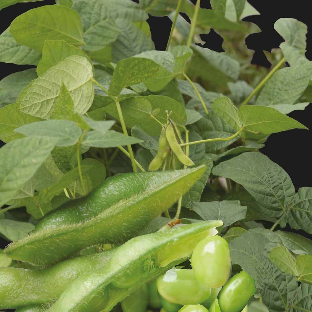 Graines pour potager - Soja Fiskeby V - Edamame - Glycine max