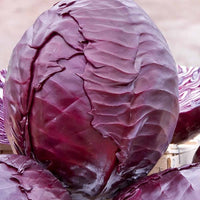Chou rouge tardif Langedijker Bewaar 2 - Bakker