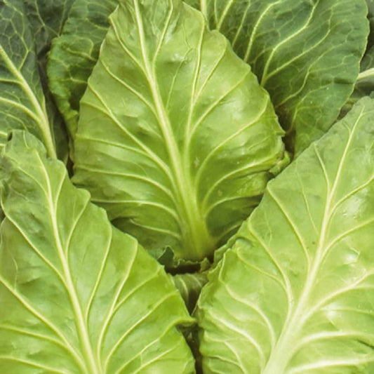 Chou cabus Express - Bakker