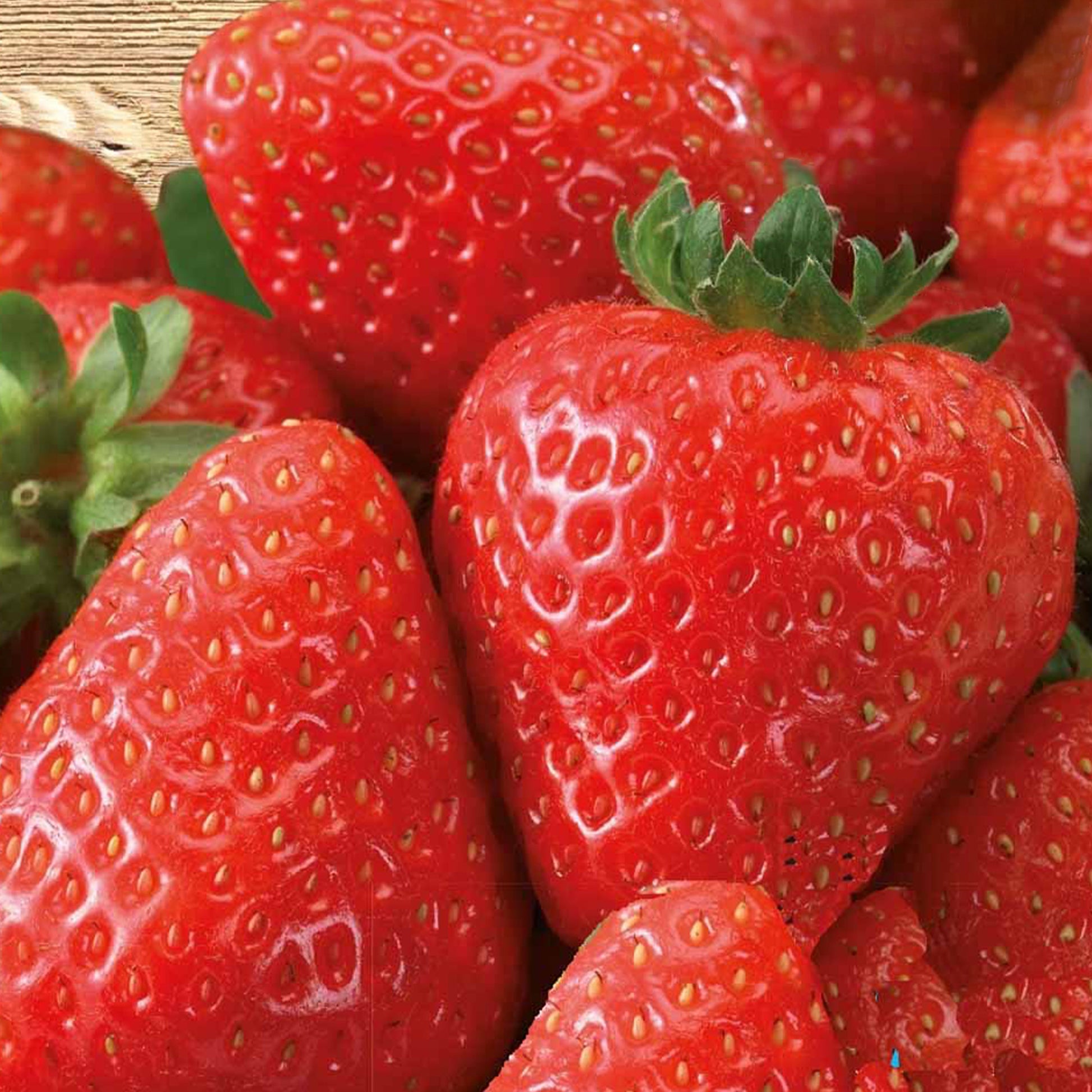 Fraisier à gros fruits Grandian F1 - Bakker