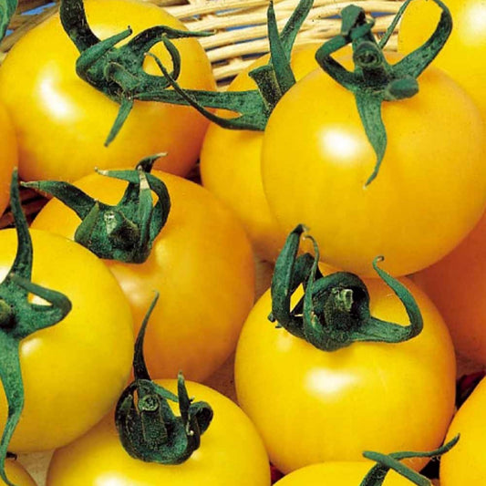 Tomate à fruits jaune Goldene Königin - Bakker.com | France