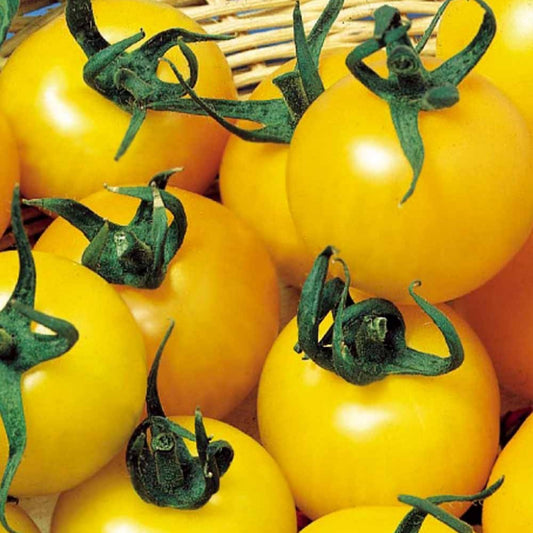 Tomate à fruits jaune Goldene Königin - Bakker