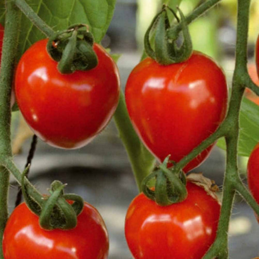 Tomate-cerise Gardenberry F1 - Bakker