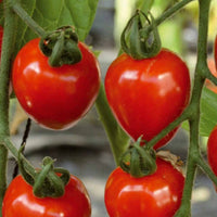 Graines de tomates - Collection de Tomates cerises - Collection tomates cerises