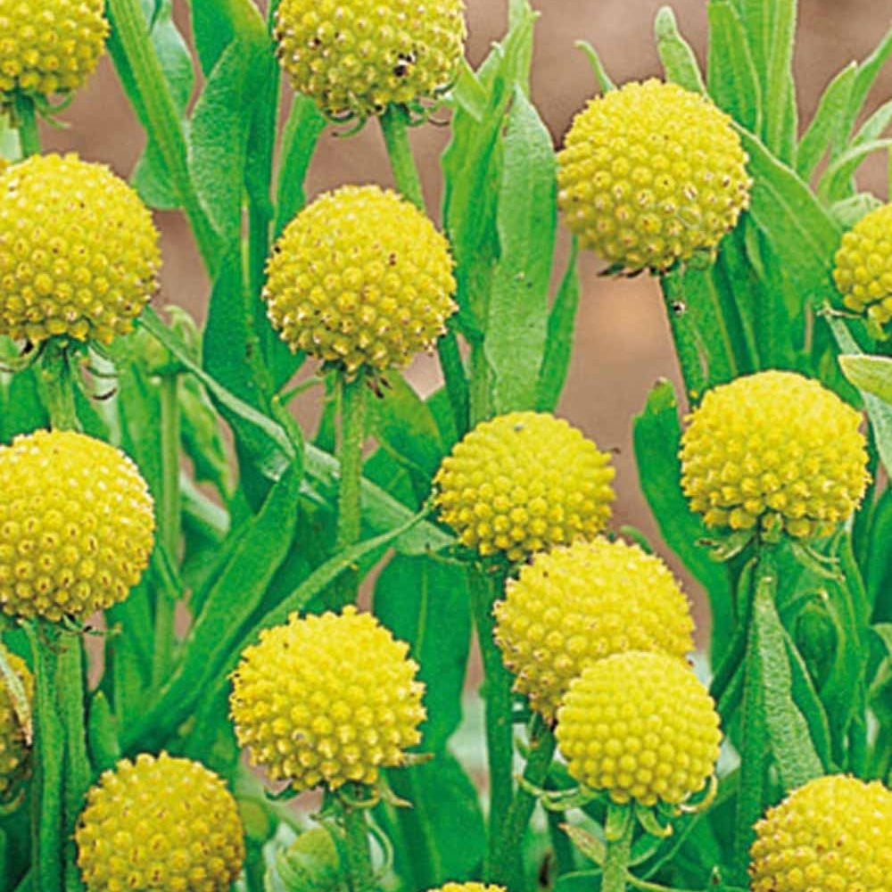 Cephalophora aromatica - Cephalophora odorant Pineapples - Graines de fleurs