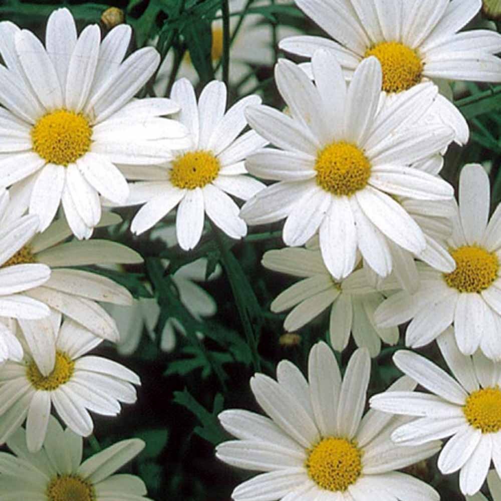 Chrysanthème des prés à grande fleur vivace Alaska - Bakker