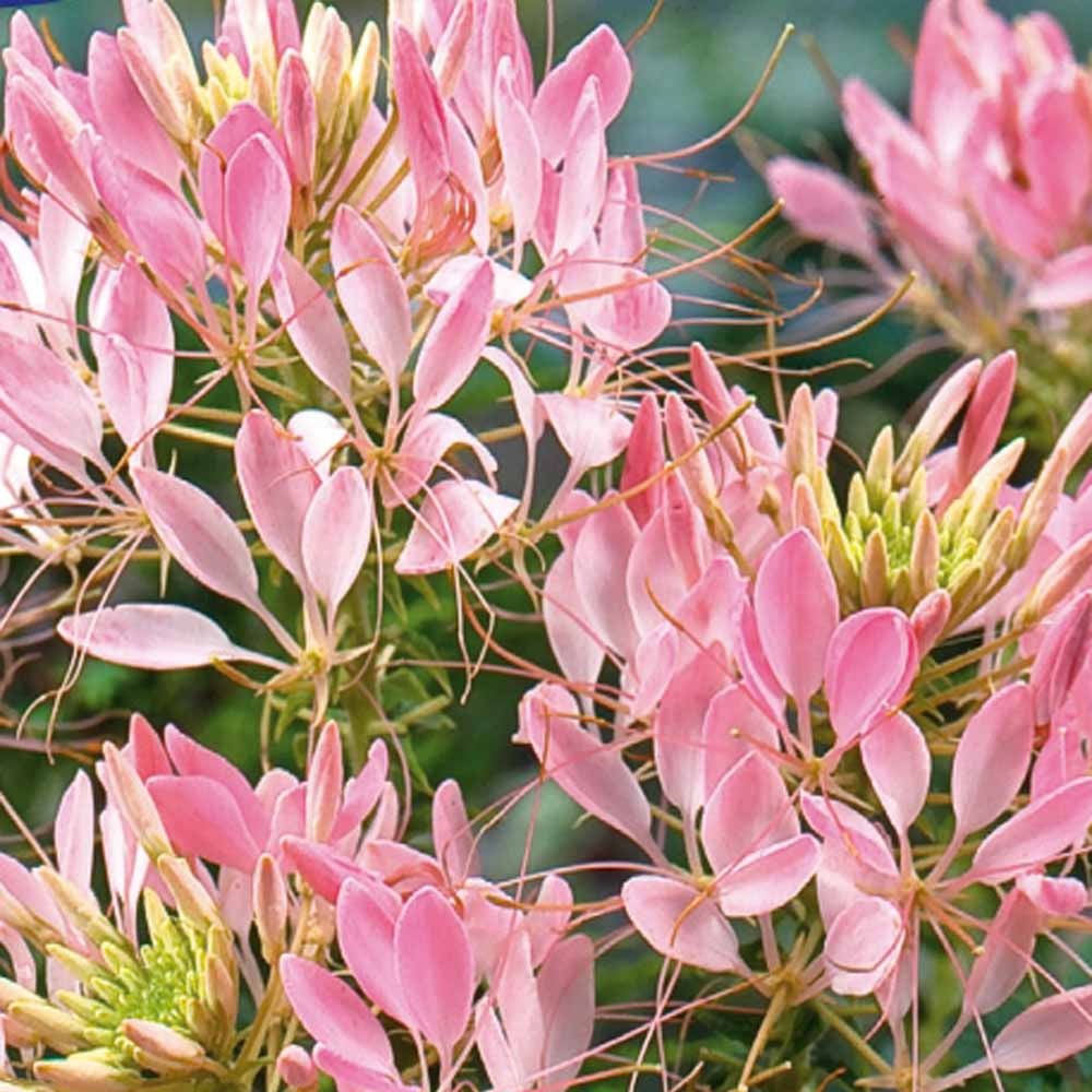 Cléome épineux Rose Beauty - Bakker