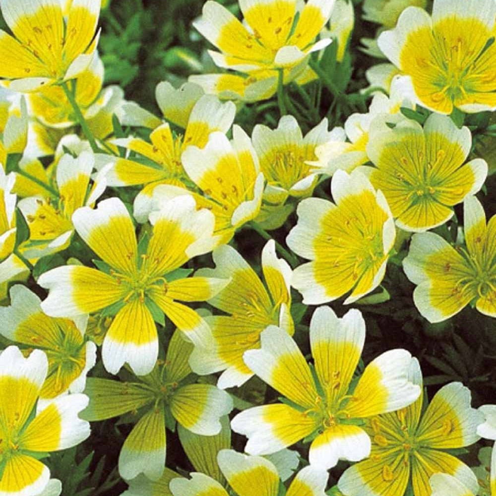 Terrasse et balcon - Limnanthe de Douglas - Limnanthes douglasii
