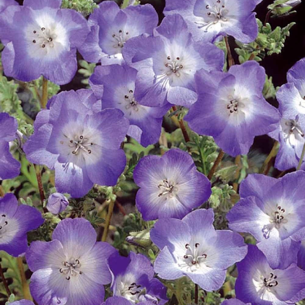 Bakker - Némophile remarquable Prince Gustav's Eyes - Nemophila menziesii - Potager