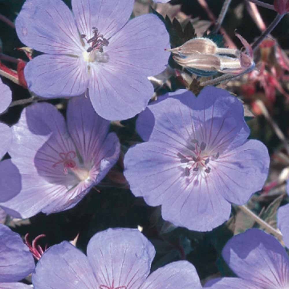 Géranium vivace bleu - Geranium pratense - Bakker