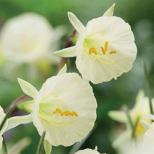 Bakker - 10 Narcisses Artic Bells - Narcissus artic bells - Bulbes à fleurs